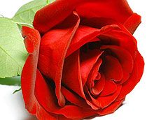 Rose Holland 80-100 cm 